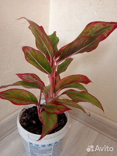 Аглаонема Крит