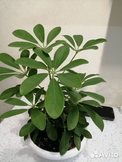 Комнатные цветы шефлера