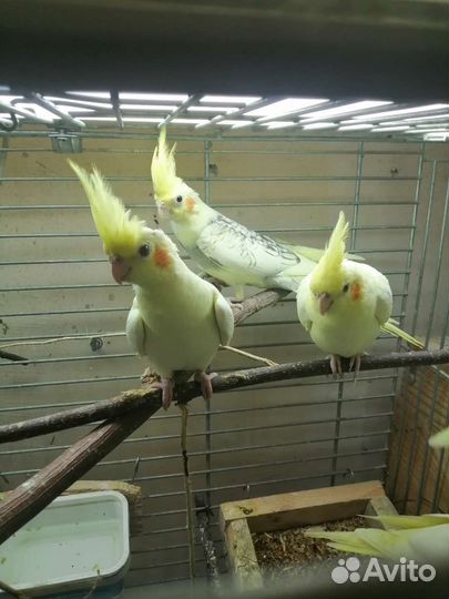Попугаи кореллы молодые