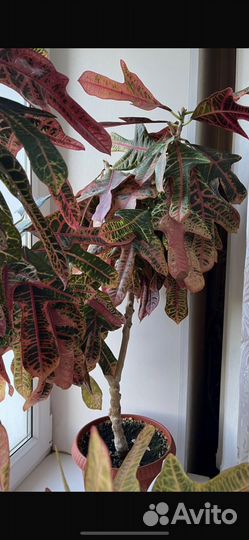 Росточки кротона