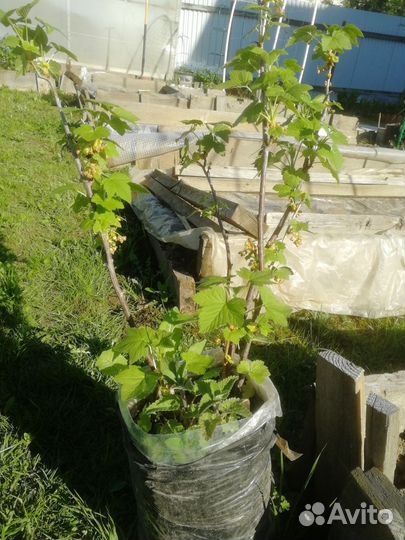 Чёрная, белая, красная смородина