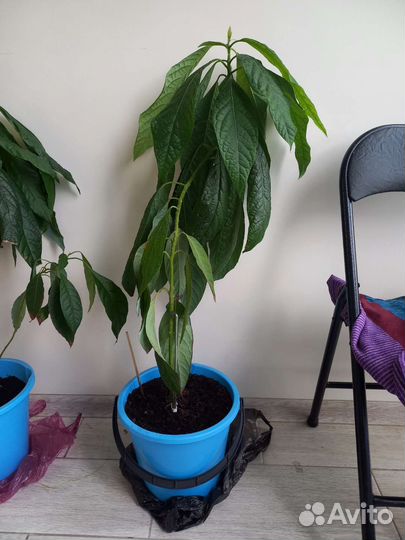 Авокадо растение