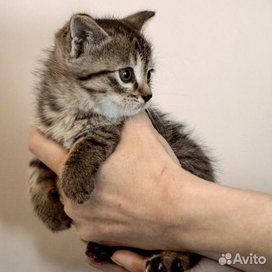 Милые котята в добрые руки