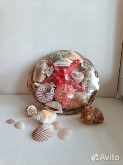 Набор морских ракушек в корзине