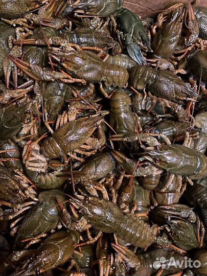 Раки живые и вареные