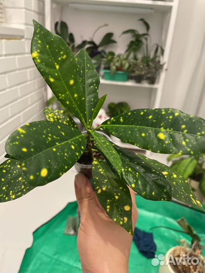 Антуриум, кодиеум