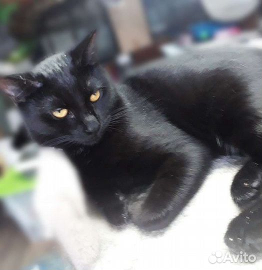 Кошечка 1 год