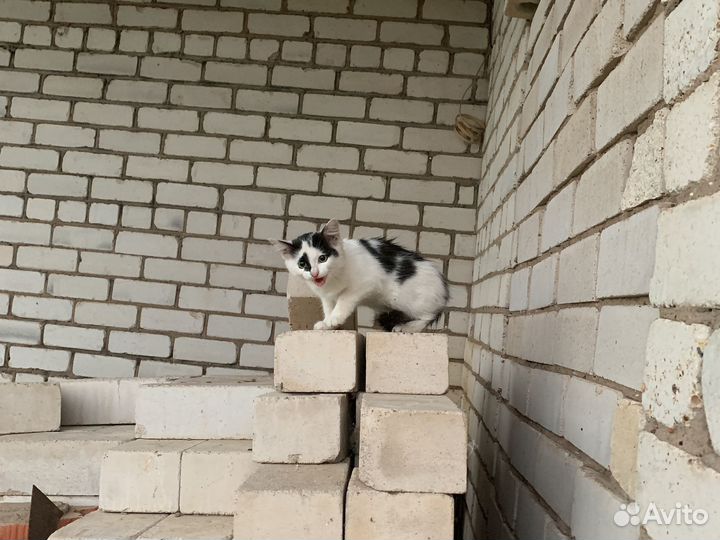 Котята бесплатно