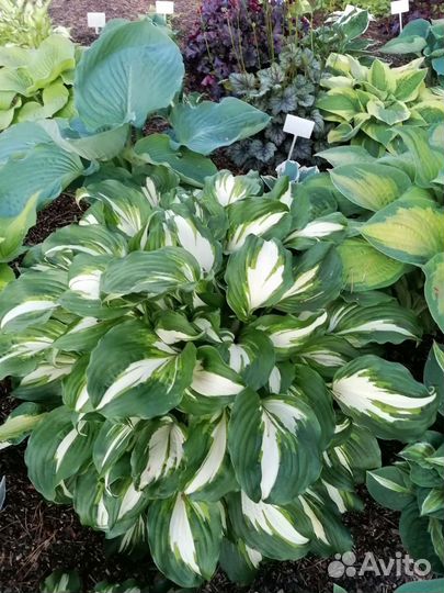 Хосты сортовые