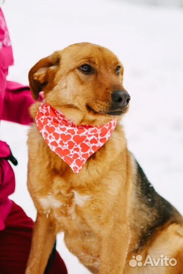 Собака в добрые руки девочка