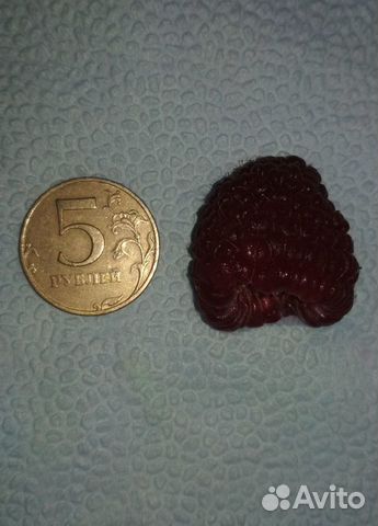 Саженцы ремонтантной малины