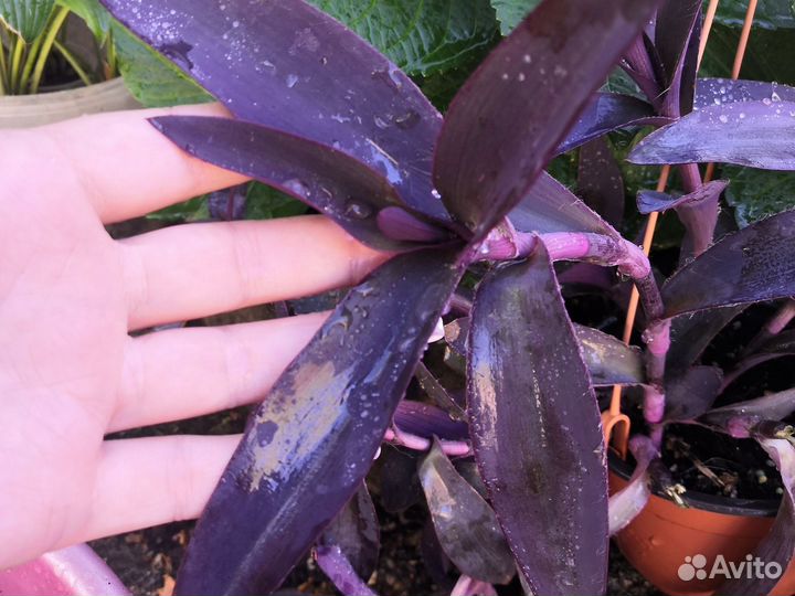 Традесканция Нанук и Крымская