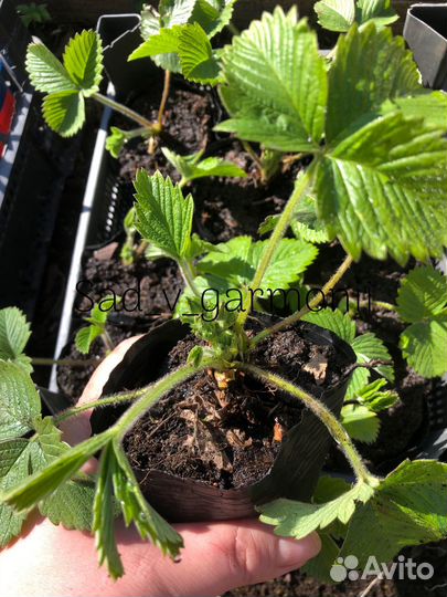 Земклуника Пенелопа