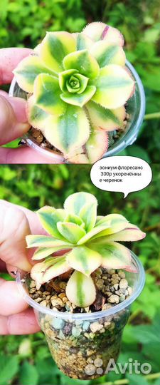 Крассулы эониумы суккуленты