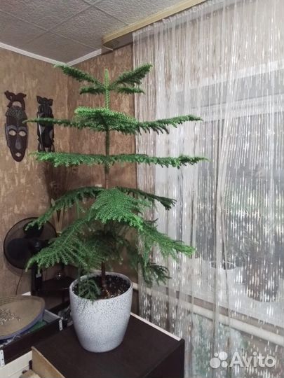 Араукария 85 см