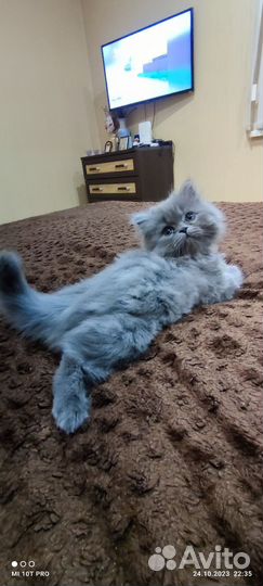 Британская