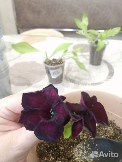 Продам вегетативные растения, петунью, лобелию