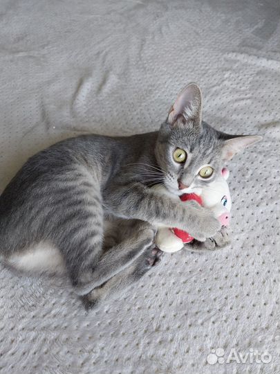 Кошечка 6 месяцев, стерилизованная в добрые руки