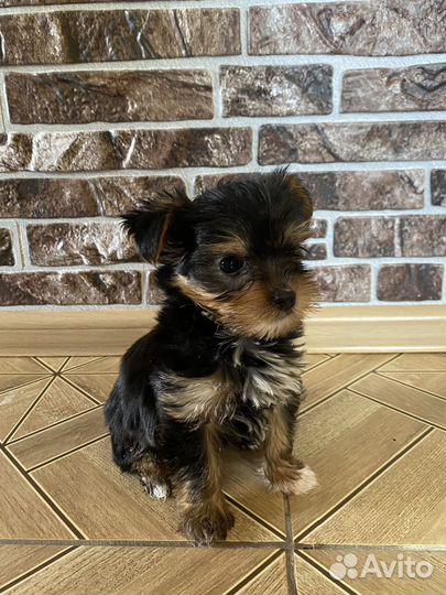 Йоркширский терьер щенки