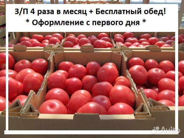 Фасовка сбор помидор в Теплицах