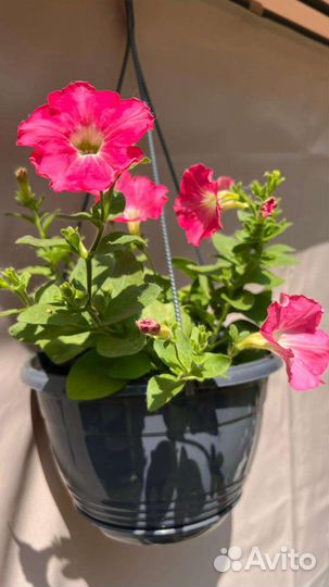 Петуния в кашпо