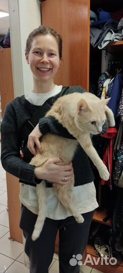 Рыжий-персиковый кот в добрые руки