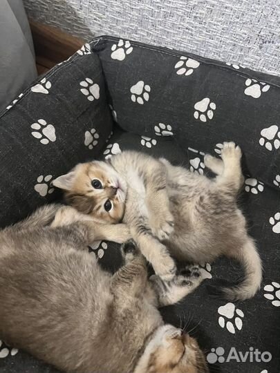 Британский котенок