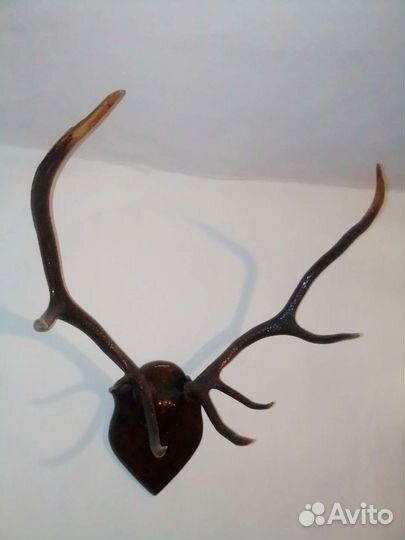 Рога оленя. Изюбрь