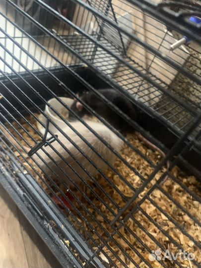 Клетка с крысами