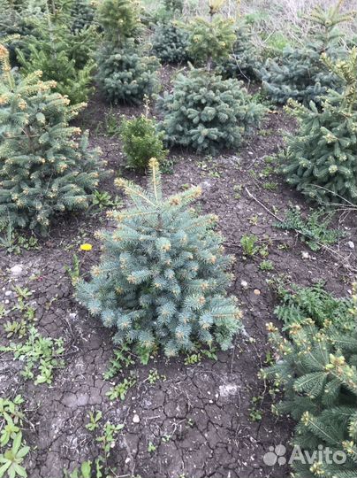 Ель голубая, ель канадская