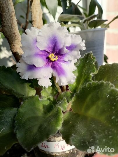 Фиалка Рождество