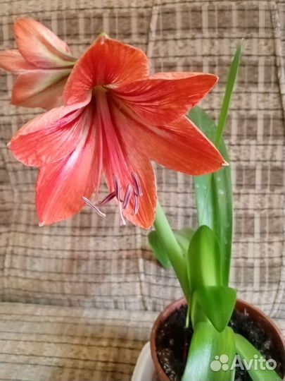 Гиппиаструм