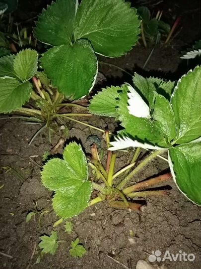 Клубника, рассада