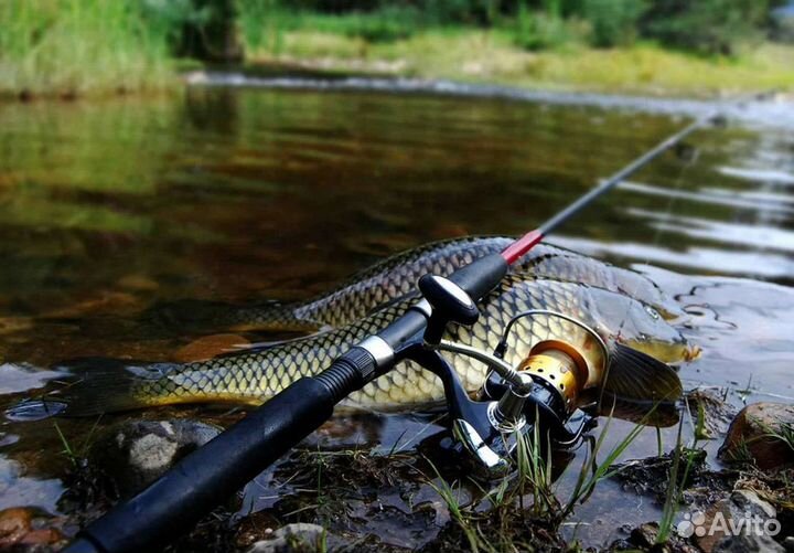 Платная рыбалка