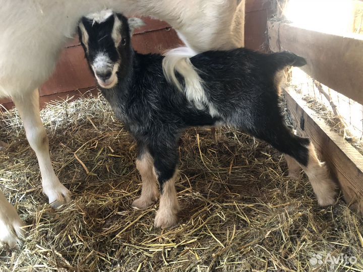 Козлик ламанча козлята