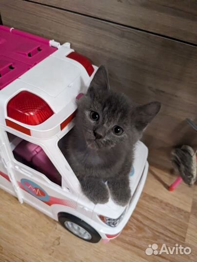 Котенок голубой, мальчик