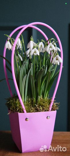 Подснежники для любимых