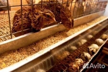 Яйцо перепелиное-молодняк