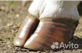 Обрезка копыт