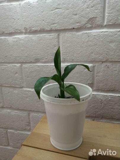 Спатифиллум