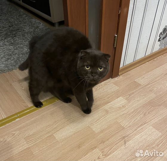 Кот один в кв