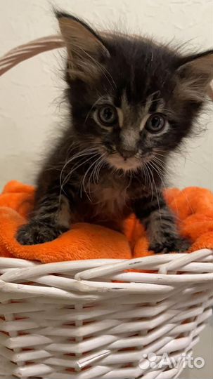 Котята мейн-кун