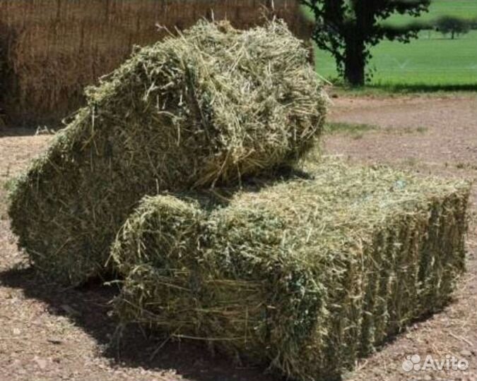 Сено в брикетах