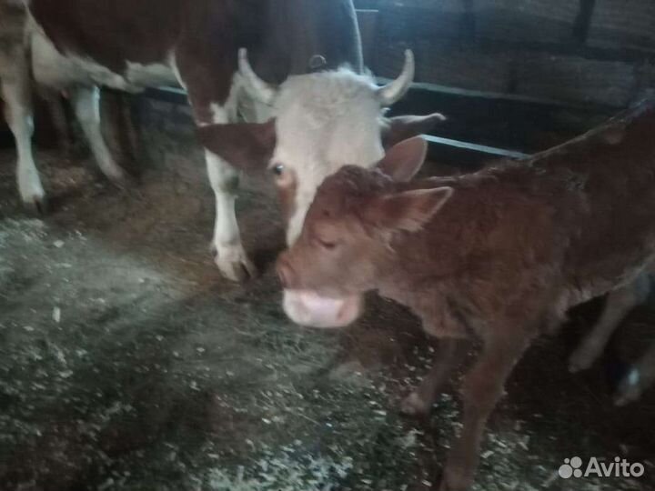 Корова с теленком