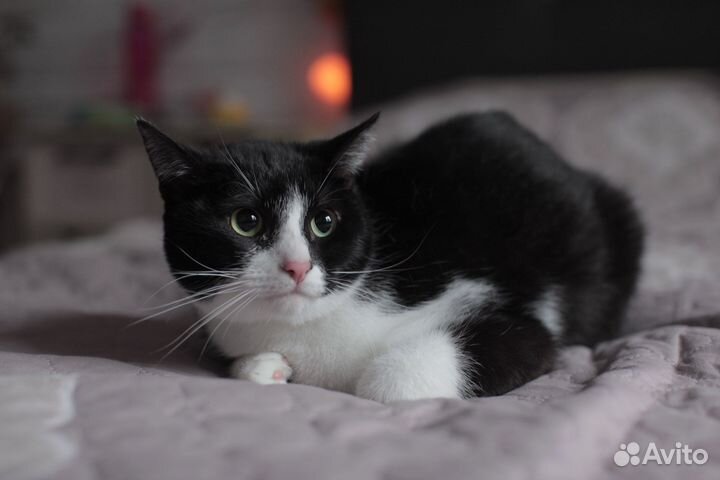 Фил в поиске дома