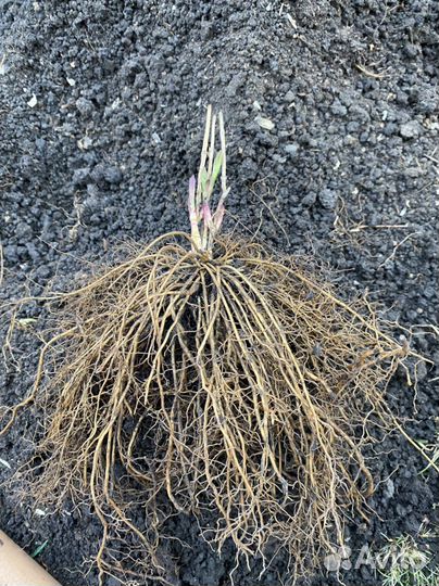 Клематис мелкоцветковый белый