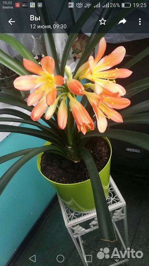 Кливия Киноварная