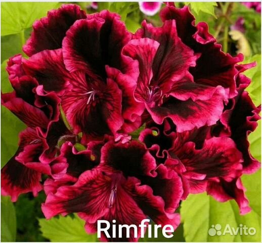 Пеларгония герань