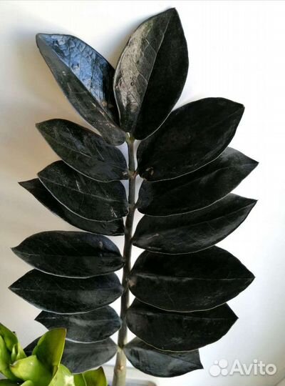 Замиокулькас