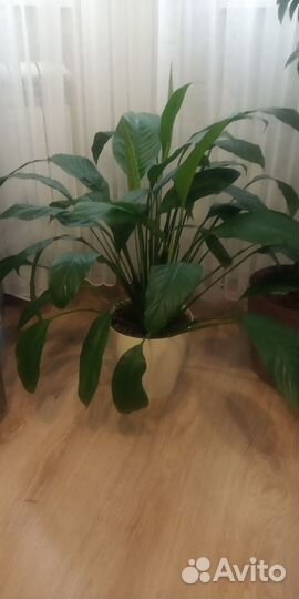 Спатифиллум